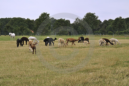 Artland Alpakas auf dem Hof Bruns