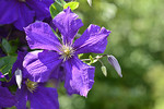 Blaue Clematis-Blüte