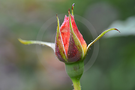 Aufblühende Rose