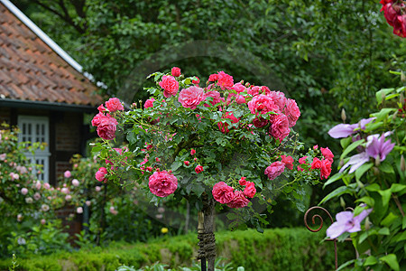 Hochstamm-Rose "Rosarium Uetersen"