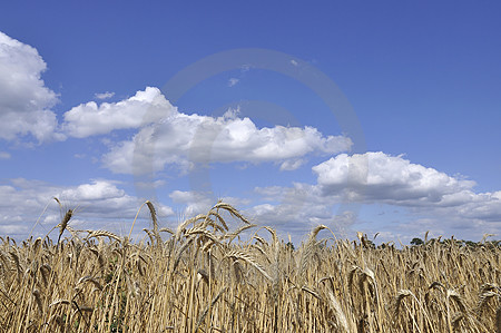 Getreidefeld im Artland