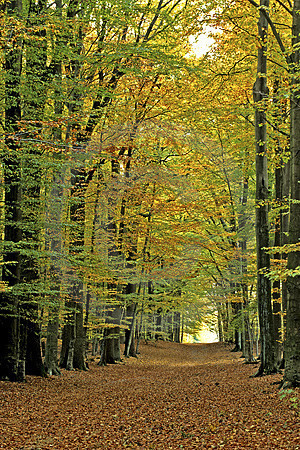 Herbstwald in Berge-Börstel