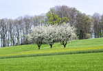Frühlingslandschaft in Hagen a.T.W.