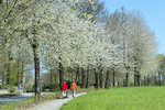 Kirschblüte in Hagen a.T.W.