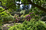 Rhododendronpark Westerstede
