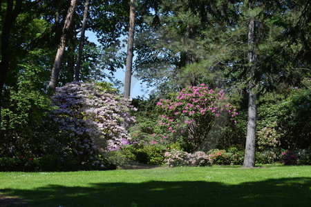 Rhododendronpark Westerstede