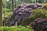 Rhododendronpark Bruns