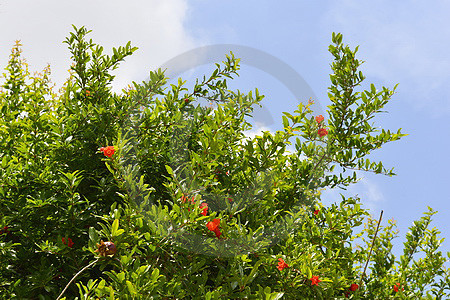 Granatapfelbaum