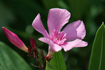 Rosa Oleanderblüte