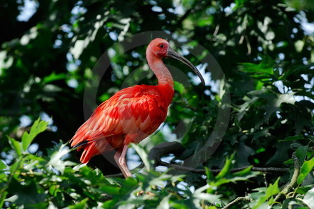 Der Scharlachsichler (Eudocimus ruber), auch Roter Ibis, Scharlach-Ibis und Roter Sichler genannt, gehört zur Unterfamilie der Ibisse (Threskiornithinae).