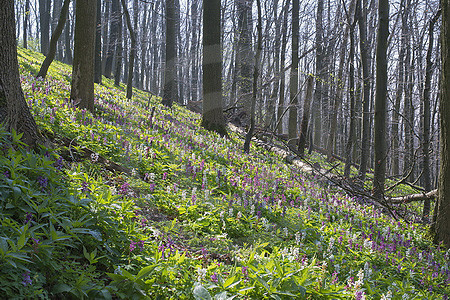 Frühling im Freeden