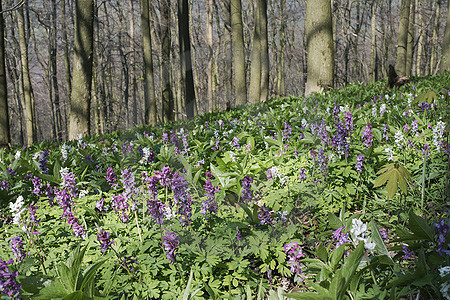 Frühling im Freeden