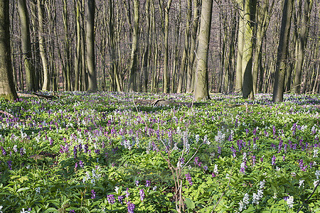 Frühling im Freeden