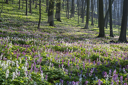 Frühling im Freeden