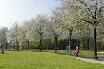 Kirschblüte in Hagen