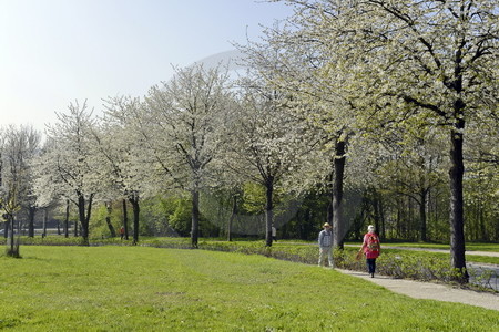 Kirschblüte in Hagen