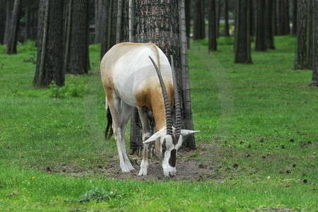 Oryx-Antilope