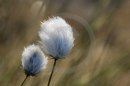 Fruchtendes Wollgras