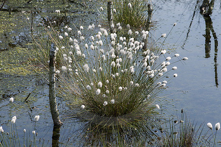 Fruchtendes Wollgras