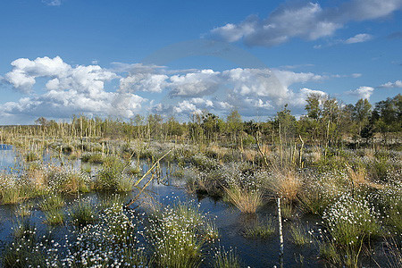 Fruchtendes Wollgras