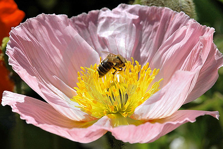 Mohnblüte mit Biene