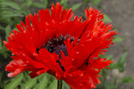 Gefranster roter Mohn