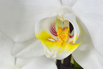 Phalaenopsis-Blüte, weiss