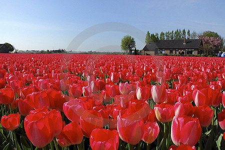 Tulpenfeld mit roten Tulpen