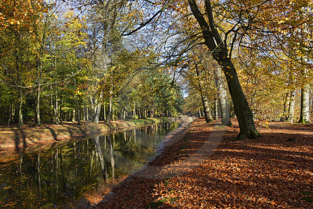Herbstliche Baumallee mit Teich