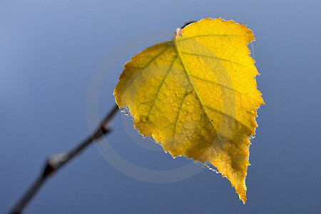 Herbstliches Birkenblatt