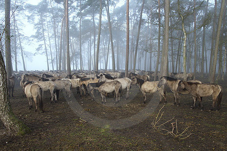 Dülmener Wildpferde im Nebelwald