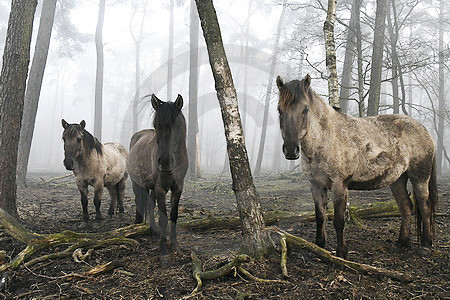 Drei Dülmener Wildpferde stehen im Wald