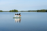 Kuh mit Kalb auf dem See