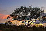 Abendstimmung im Nationalpark Tsavo Ost, Kenia
