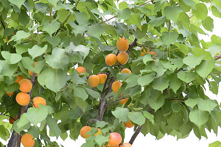 Aprikosenbaum mit Früchten