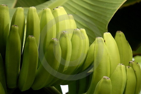 Bananenpflanze