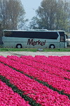 Merkel-Bus
