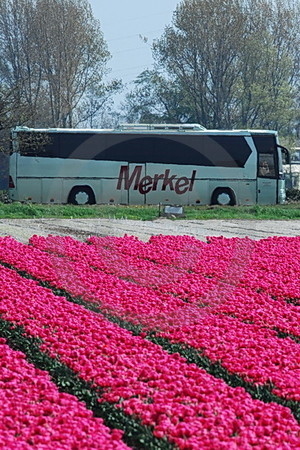 Merkel-Bus