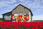 Tulpen und Grafitti