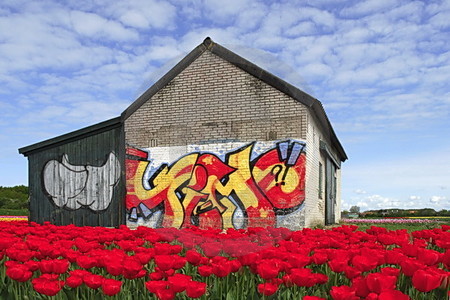 Tulpen und Grafitti