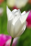 Tulpenbluete weiss