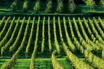 Weinanbau im Breisgau
