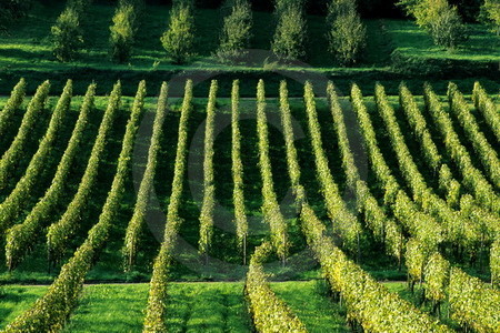 Weinanbau im Breisgau