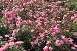 Rosenblüten pink