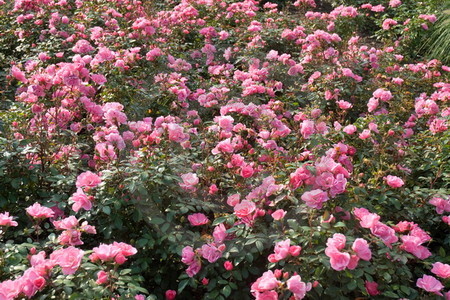Rosenblüten pink
