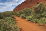 Vegetation am Uluru