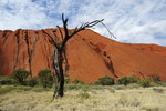 Vegetation am Uluru