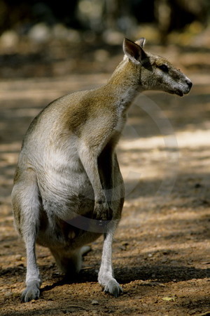 Antilopenkänguru
