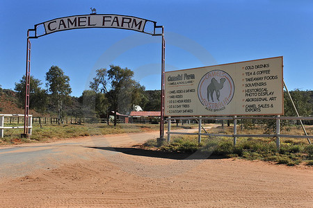 Camel Farm