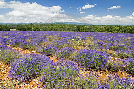 Provence-Impressionen